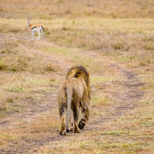4 Days, 3 Nights Masai Mara Game Reserve Safari