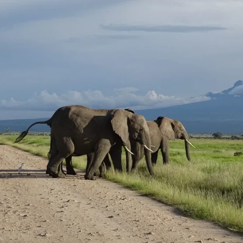 5 Days 4 Nights Private Flying Luxury Safari to Amboseli and Maasai Mara