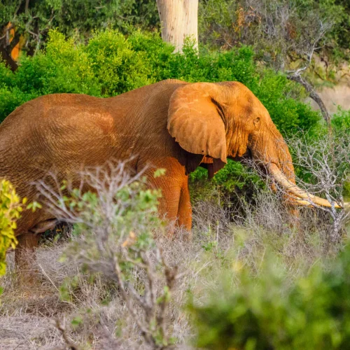 4 Days, 3 Nights 3 Nights Amboseli Fly-in Safari