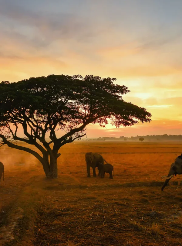 Mara-Elephants