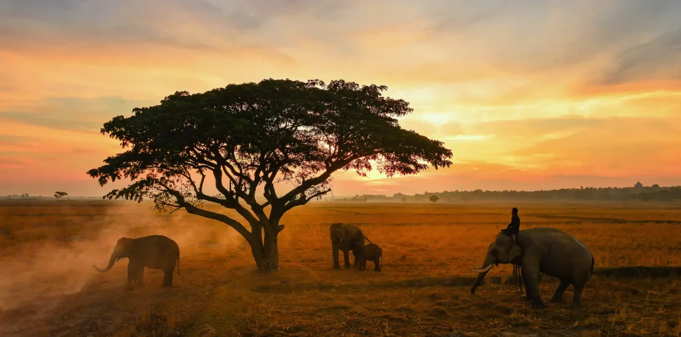 Mara-Elephants