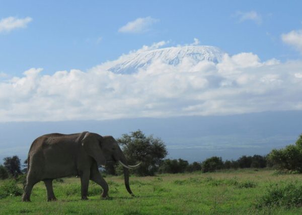 Amboseli11-636×426