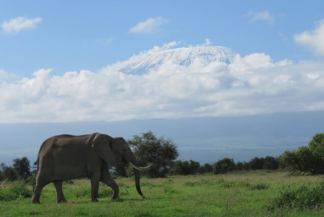 Amboseli11-636×426